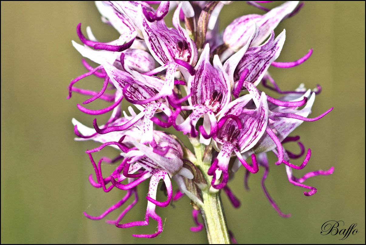 Orchis simia